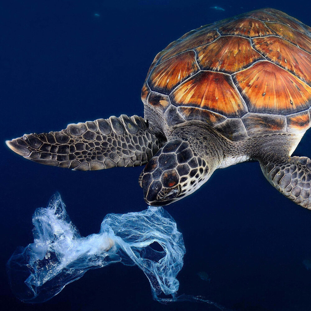 PAC Ocean Upcycling Waltion